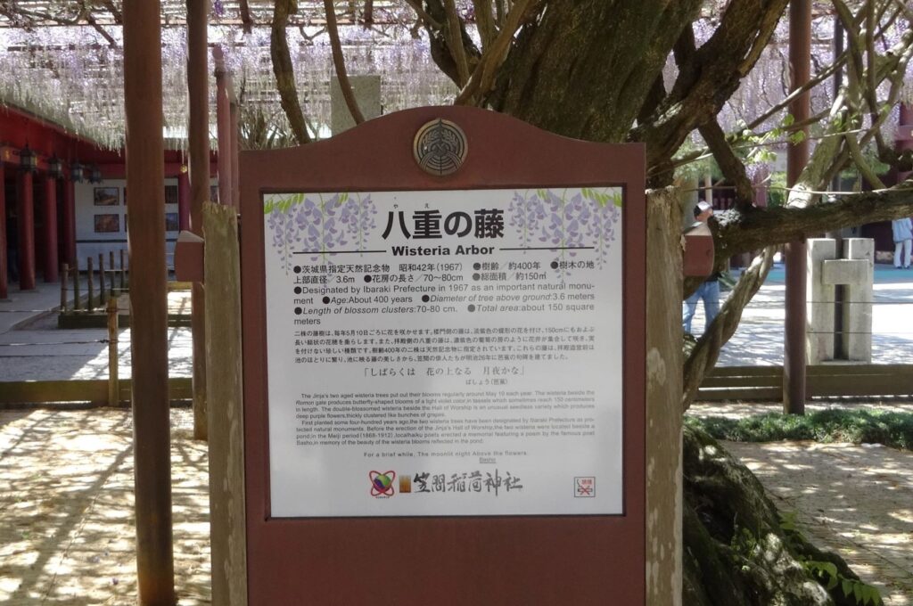 Wisteria Arbor  Ab400*  3.6m  'Designated by Ibaraki Prefecture in 1967 as an important natural monu-  ment OAge:About 400 years 'Diameter of tree above meters  'Length of blossom clusters:70-80 cm. Total area:about 150 square  meters  The Jinja•s two aged wåstoria trees put out their 10 Tho  Romon gato a  in 'onoth Tho doublo•blossomed wistena beside tho  deep purple cluslorod bunches of  First plantod soma lour-hundred year-s ago.tho two  tected natural monumonts Before tho Oloct;on O' tho of a  pond:in the Moiii .loco'haiku 'eaturing by 'h"  Basho,in memory beauty o' the blooms  For a brio' While. Too nigh' Above the newors 